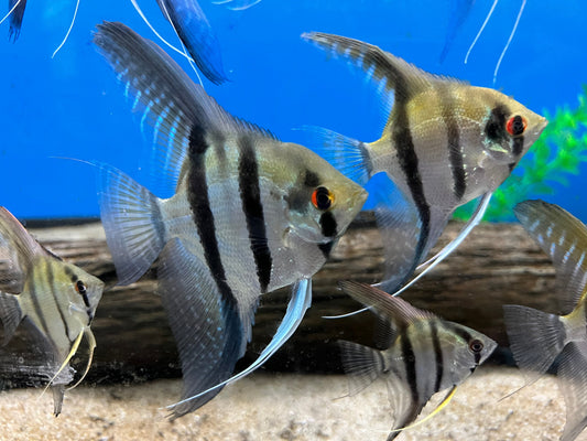 Silver Angelfish