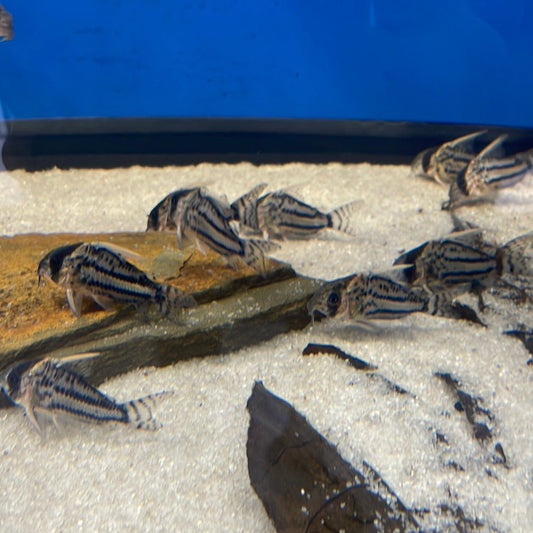 Super Schwartzi Hoplisoma