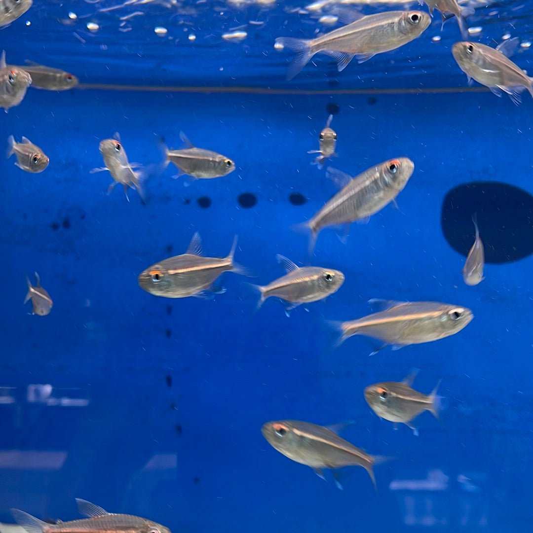 Watermelon Tetra