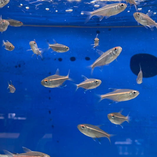 Watermelon Tetra