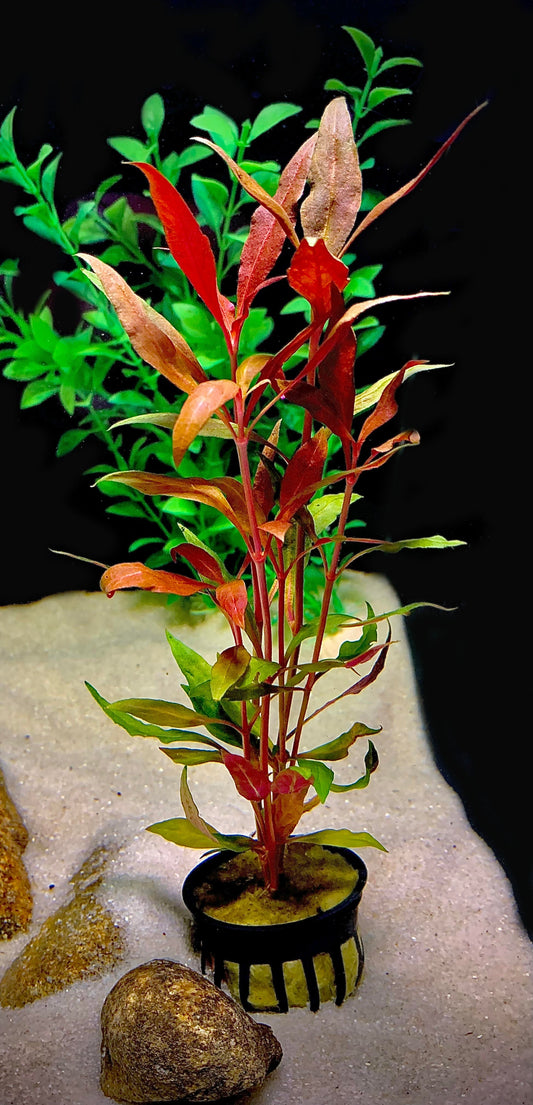 Alternanthera reineckii (Scarlet Temple)
