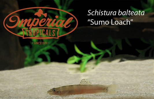 Sumo Loach