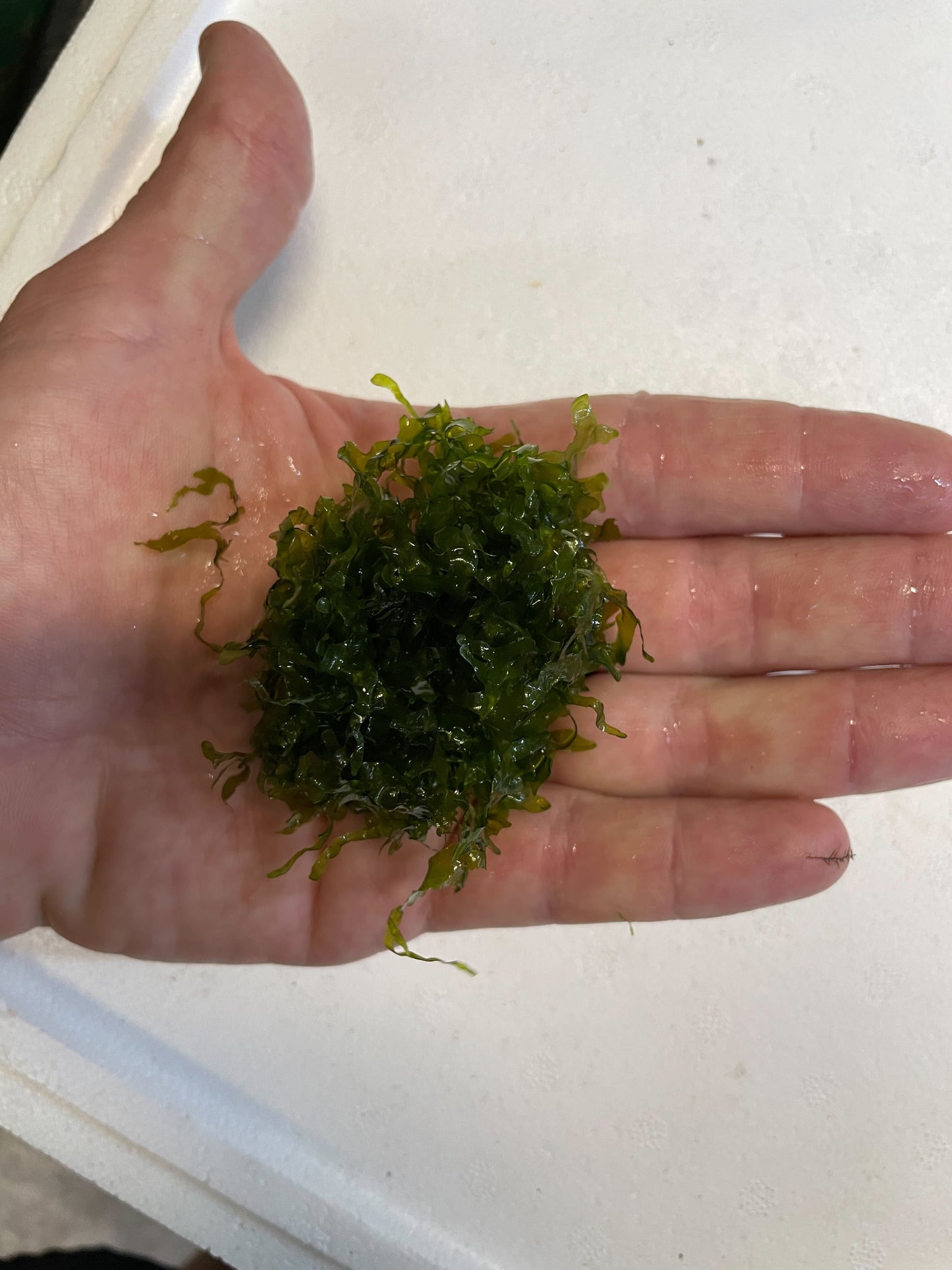 Süsswassertang