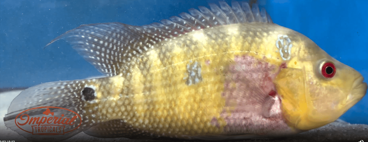 Trimac Cichlid "Rio Naranja"