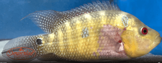 Trimac Cichlid "Rio Naranja"