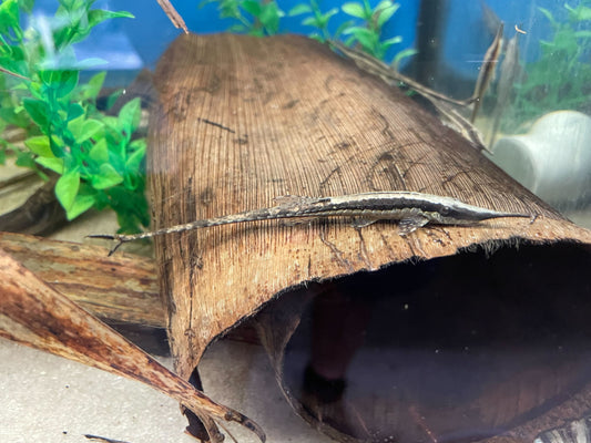 Twig Catfish