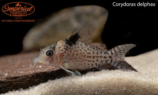 Delphax Brochis