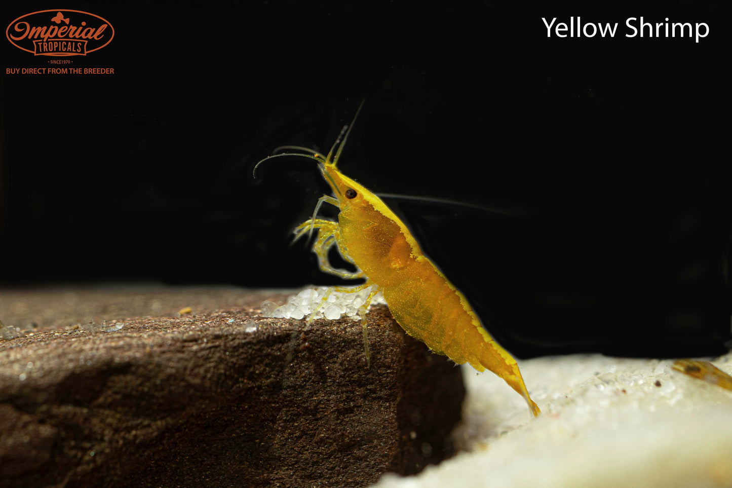 BOGO Yellow Shrimp